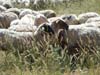 sheep grazing near Kleitor